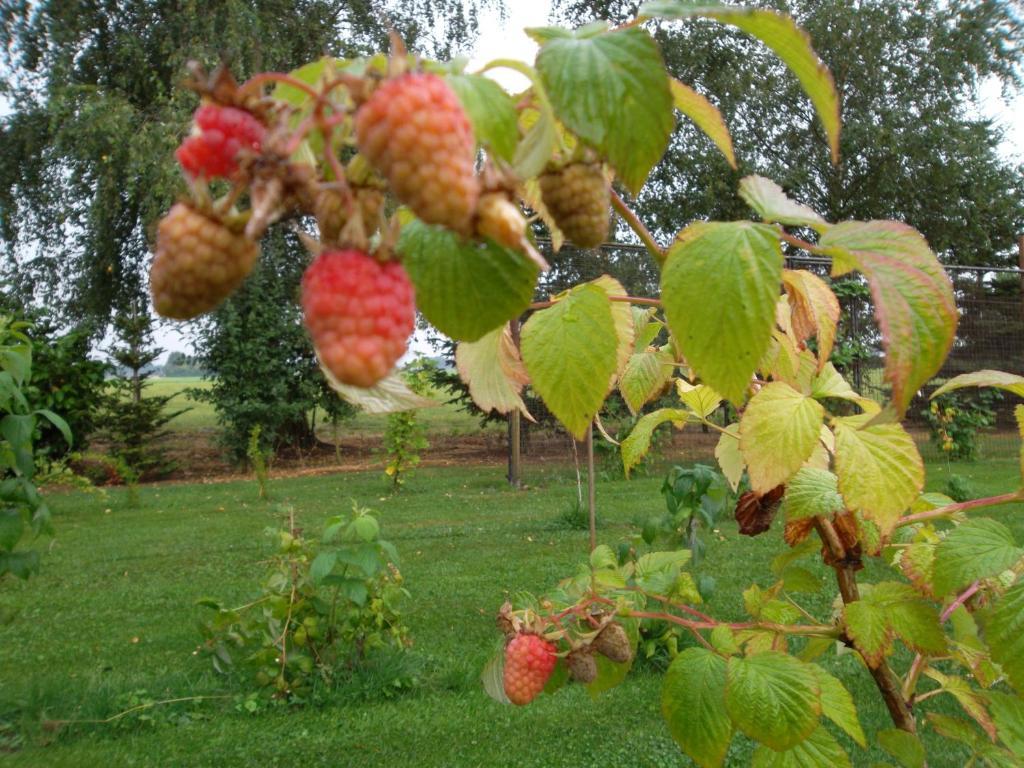 Hof Van Lutten Bed & Breakfast Dış mekan fotoğraf